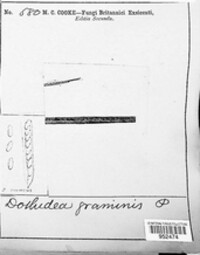 Phyllachora graminis image